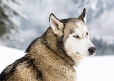 Family - Dog Sledding